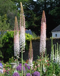 Eremurus robustus.jpg